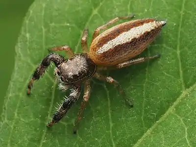 Adult female dorsal