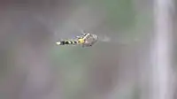 Female flying