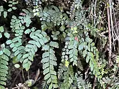 Adiantum cunninghami