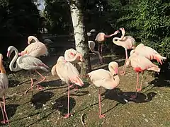 Greater flamingos