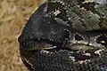 Sanzinia type species; the Madagascar tree boa (S. madagascariensis)