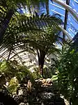 Benmore Botanic Garden, Benmore House, Fernery