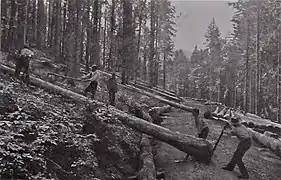 Workers logging trees