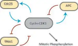 Dosage-response curves