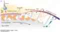 Formation of Fertilization envelope from the Vitelline envelope