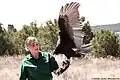 Festus, a turkey vulture, spreads his wings.