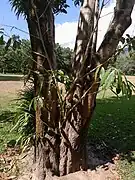 Young plant, growing in the fork of a larger tree