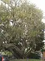 Ficus macrophylla near the Spianata del Capo at Bordighera