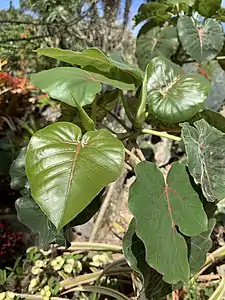 Leaves