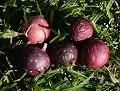 Fallen figs - Royal Botanic Gardens, Sydney