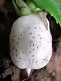 fruiting Fieldia at Mount Imlay National Park