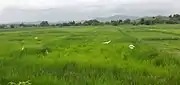 Fields at Rachol during the Rainy season