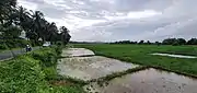 Fields at Rachol during the Rainy season