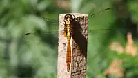 Young males are an orange colour