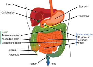 Labeled abdominal anatomy including segments of large and small bowel.