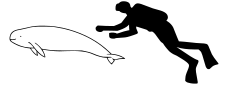 Indo-pacific finless porpoise size