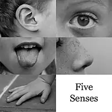 Photos of the five senses