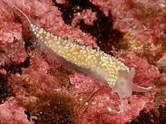 Coryphella verrucosa, Gulen Dive Resort, Norway