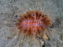 "Flabellum" sp. with extended polyps at night