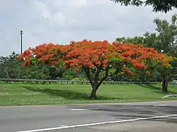 Flamboyant on PR-52 in Monte Llano