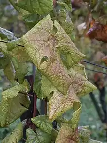 A grape vine with "flavescence dorée" phytoplasma disease