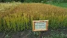 A patch of flax in Poland