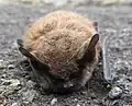 Example - whiskered Bbt (Myotis mystacinus)