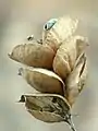 The persistent, papery bracts on inflorescence