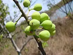 fruit