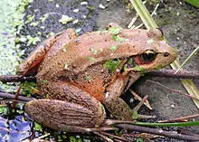 Red-legged frog