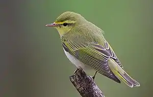 wood warbler