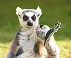 Lemur