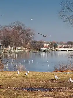 Shoreline in Essex, Maryland