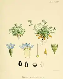 Plate XXXVIII of Hooker's Flora Antarctica.