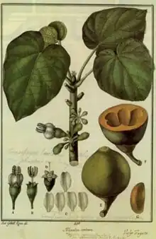 One of the pages in Flora Huayaquilensis