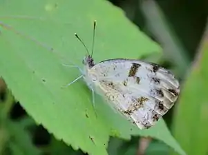 Ventral view (female)