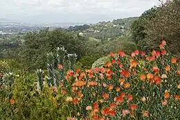 Different plants representing the Cape flora, including a plant with red flowers