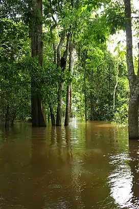 Flooded forest