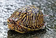 Florida box turtle in southeast Georgia