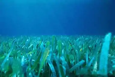 Florida seagrass