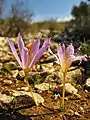 Crocus serotinus subsp. salzmannii