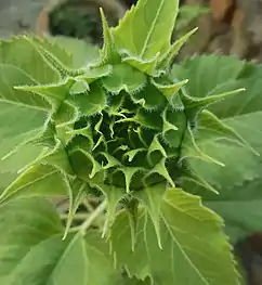 Inflorescence bud of the common sunflower (Helianthus annuus)