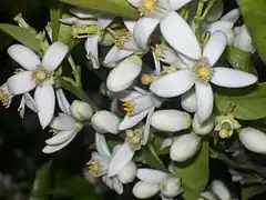 Orange flowers