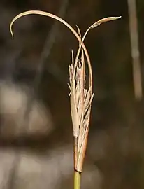 Flowering heads