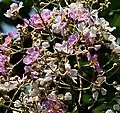 Flowers close-up in Kolkata