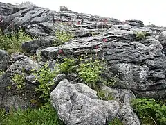 Native flowers and rock formations