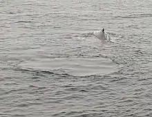 A photograph of a flukeprint behind a humpback whale.