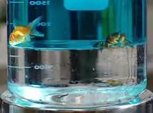 Beaker with two layers of liquid, goldfish and crab in top, coin sunk in the bottom