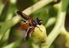 Male, with ferrugineous marking on the wings