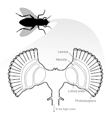 The anatomy of the brain of a fly.